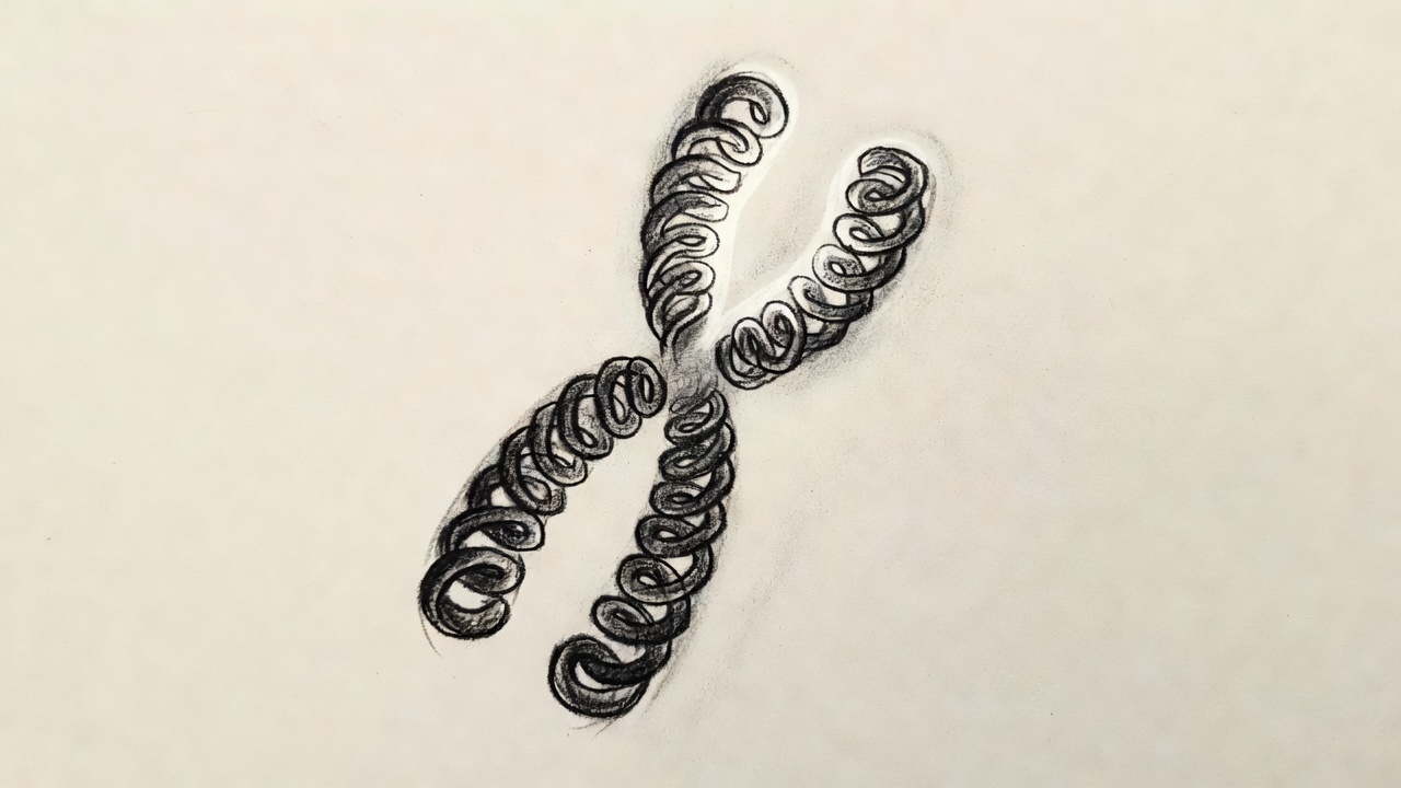 Representación de un cromosoma con su telómero, mostrando el ADN repetido en la punta acortándose progresivamente en espiral.