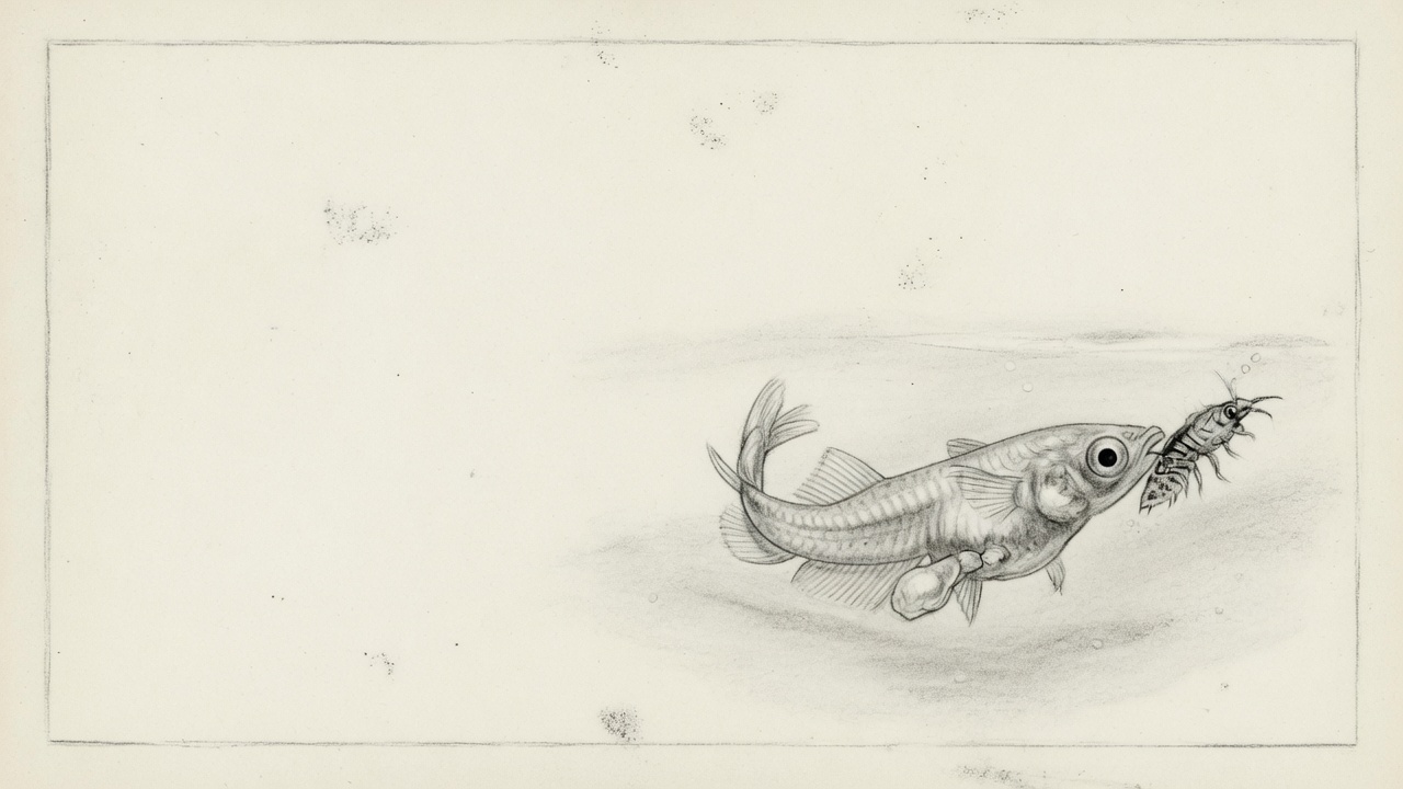 Ilustración de una larva de pez que embiste a una presa desde el lado.